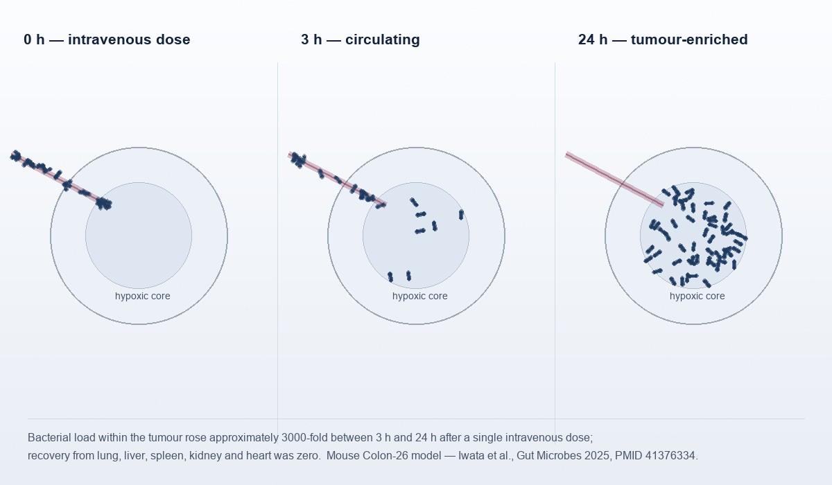 Three-panel scientific illustration of a mouse tumour at zero, three and twenty-four hours after a single intravenous dose, showing bacteria accumulating in the hypoxic core